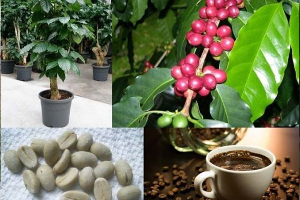 Кофейное дерево (coffea)