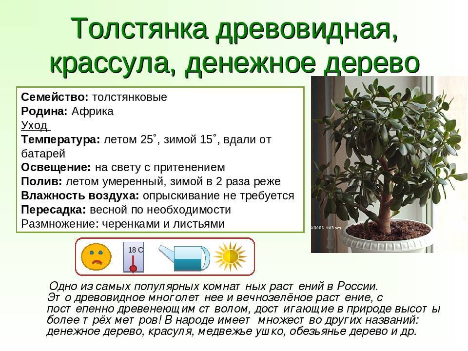 «камнеломка» или традесканция: уход в домашних условиях за популярным растением с декоративной листвой
