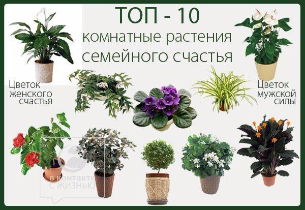 Цветы для детской комнаты: 13 лучших растений и 35 фото