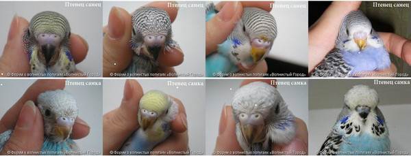 Как без особых усилий определить пол волнистого попугая?