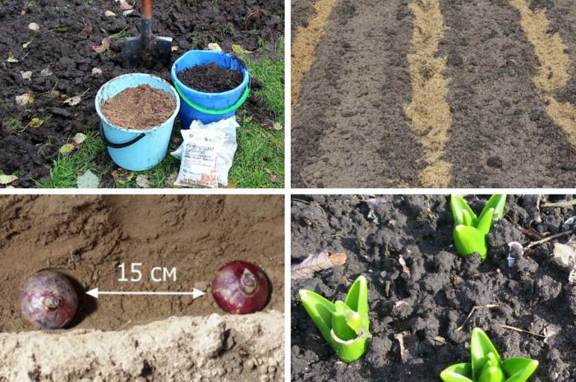 Гиацинты: посадка в открытый грунт и уход, выращивание в саду