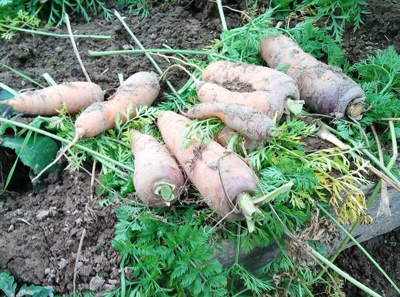 Как правильно убрать морковь и подготовить корнеплоды к зимнему хранению? видео — ботаничка