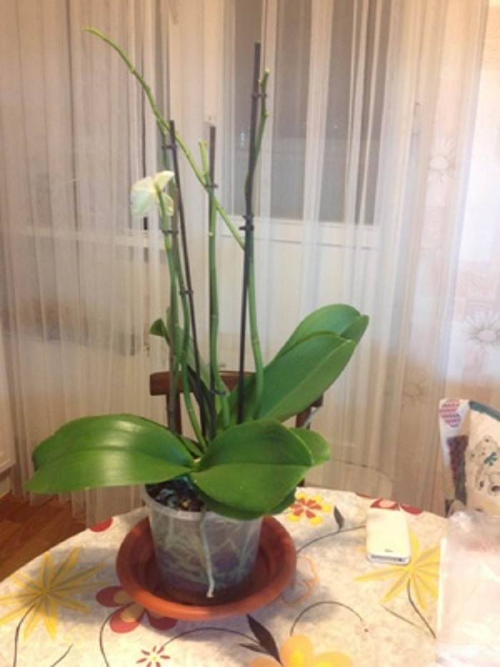 Как правильно обрезать орхидею после цветения: что нужно делать с цветком, после того, как он отцвел в домашних условиях, уход за цветоносом пошагово фото и видео от специалистов