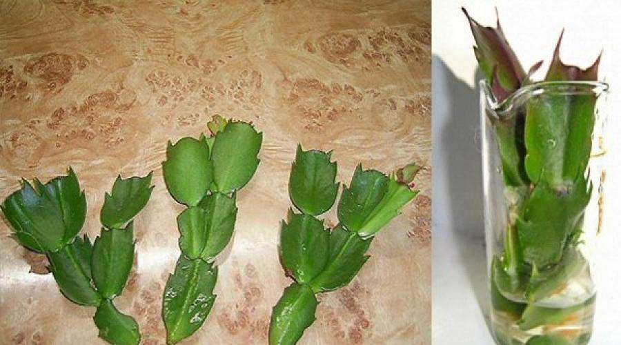 Выращивание декабриста из листочка. технология посадки и рекомендации по последующему уходу