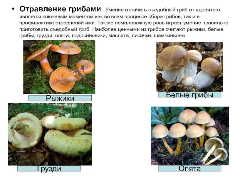 ⛓ как отличить ядовитые грибы от съедобных? список главных признаков selo.guru — интернет портал о сельском хозяйстве