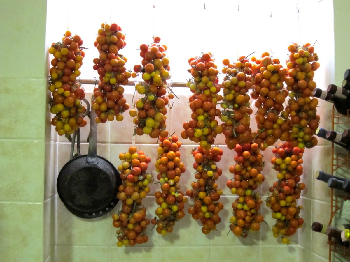 Как хранить помидоры в домашних условиях в квартире: как сохранить томаты свежими долго на зиму, хранение в банке, чтобы не портились