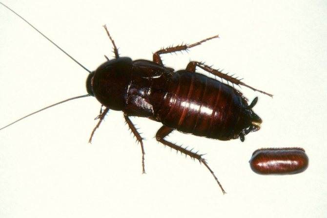 Черные тараканы – как распознать и уничтожить?