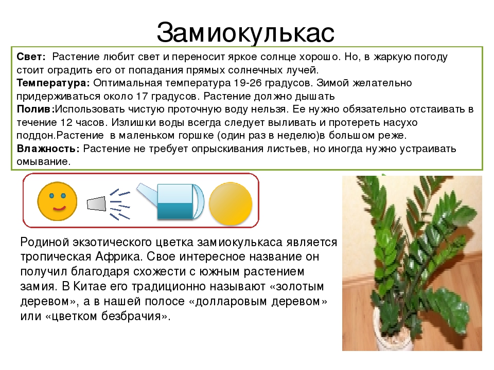 Размножение замиокулькасов в домашних условиях, правила ухода и пересадки