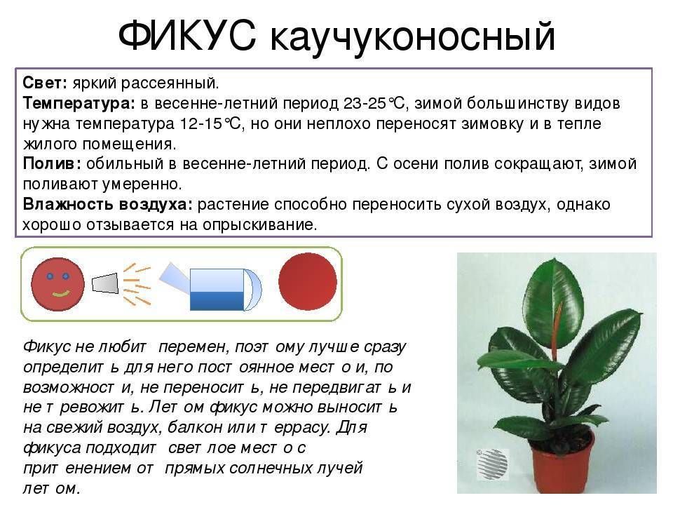 Что делает фикус. Фикус каучуконосный Родина растения. Фикус каучуконосный строение. Фикус каучуконосный описание. Фикус Бенджамина и фикус каучуконосный сравнение таблица.