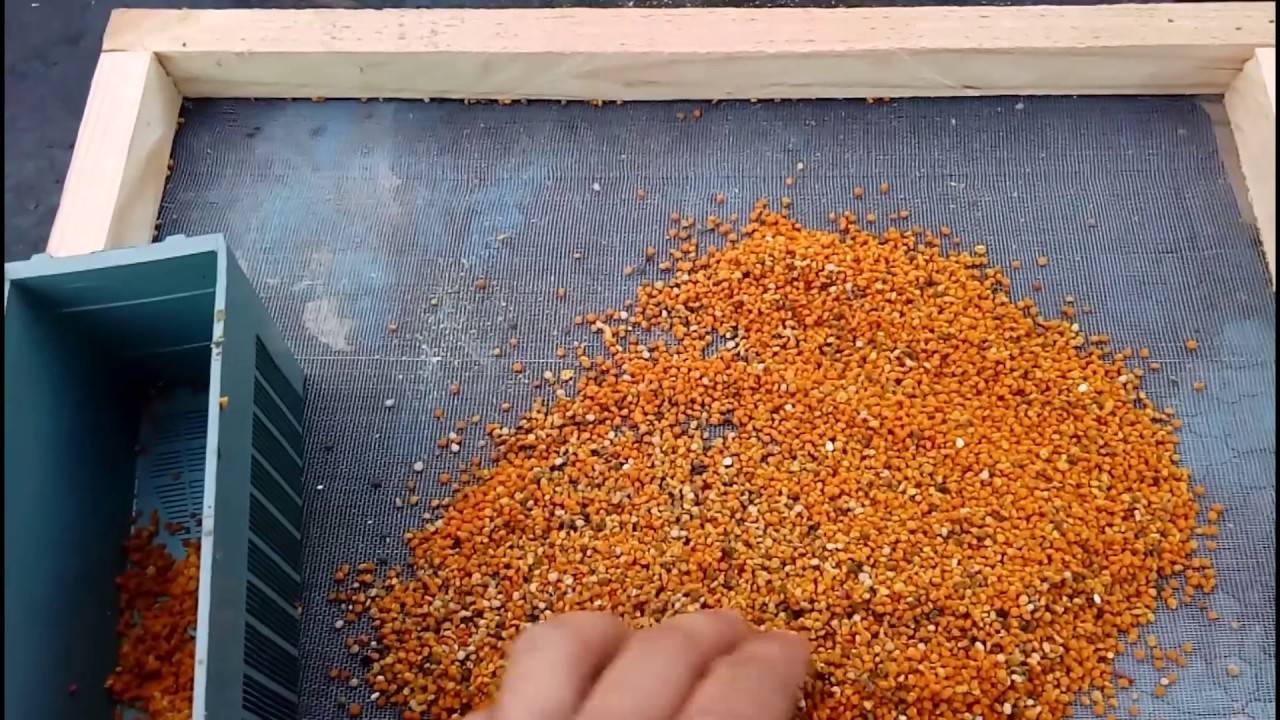 Как хранить пчелиную пыльцу дома?