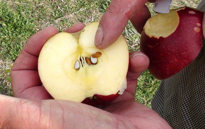 Выращиваем яблоню из семечка в домашних условиях – будет ли плодоносить?