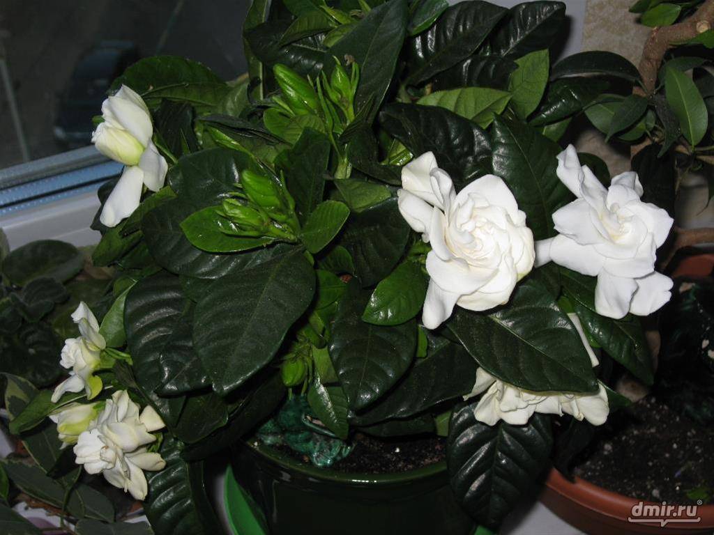 Цветок гардения жасминовидная в домашних условиях, особенности ухода.