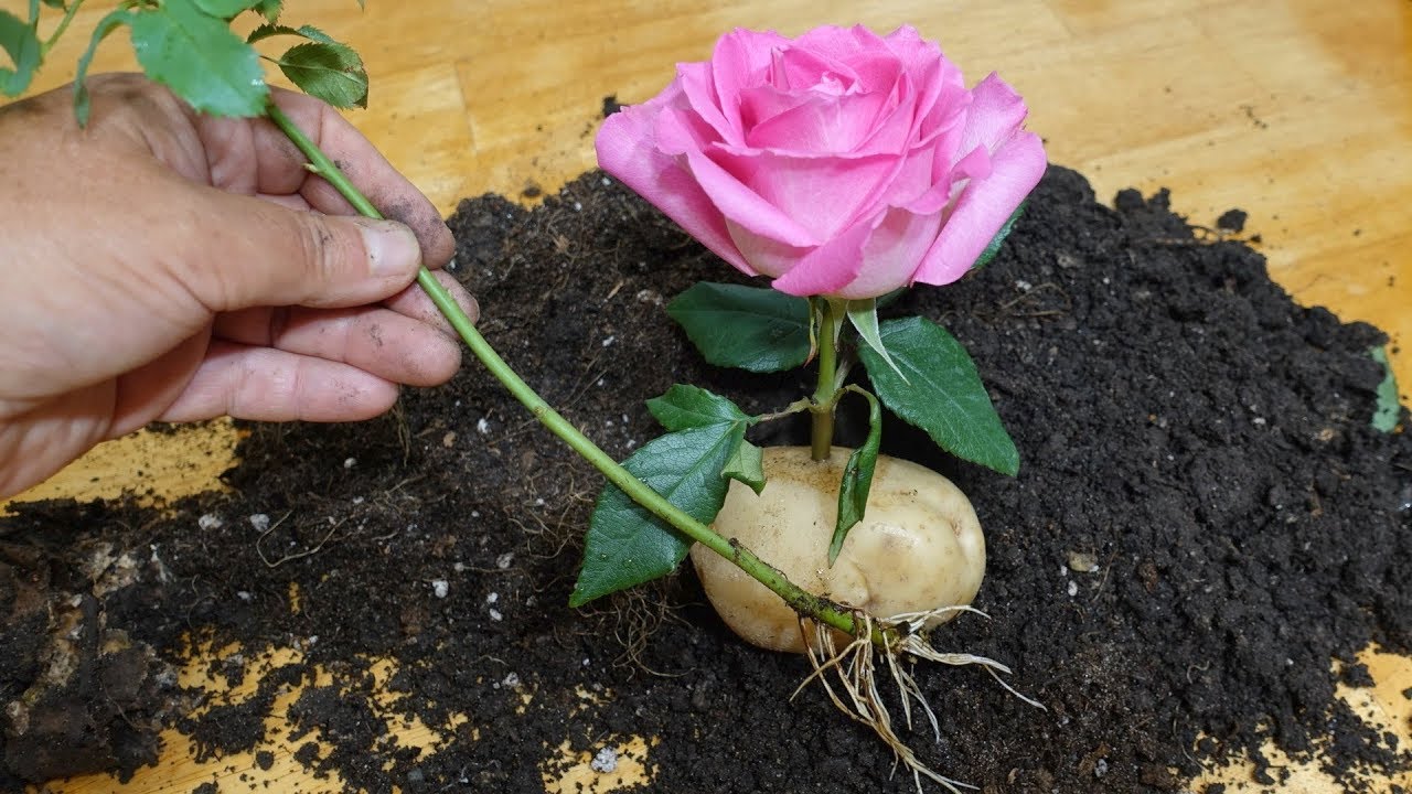 Правильный уход за розой кордана после покупки дома и в саду
