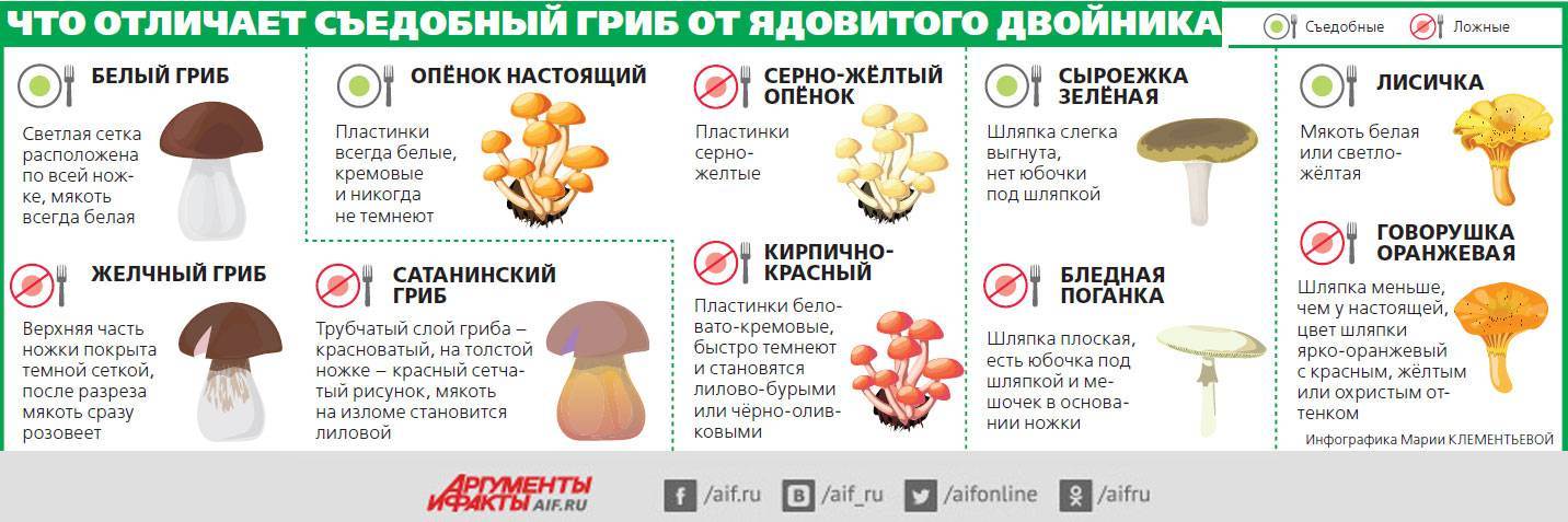 Составьте памятки паспорта ядовитых грибов по приведенному ниже образцу