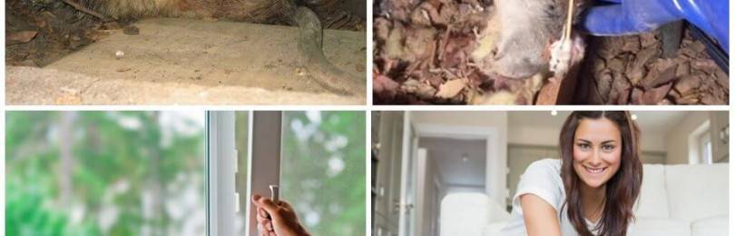 10 средств, которые помогут избавиться от запаха мышей в частном доме навсегда