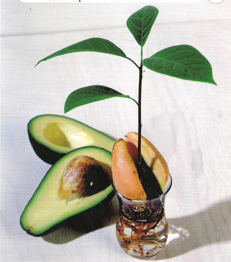 Как посадить косточку авокадо в домашних условиях фото пошагово в