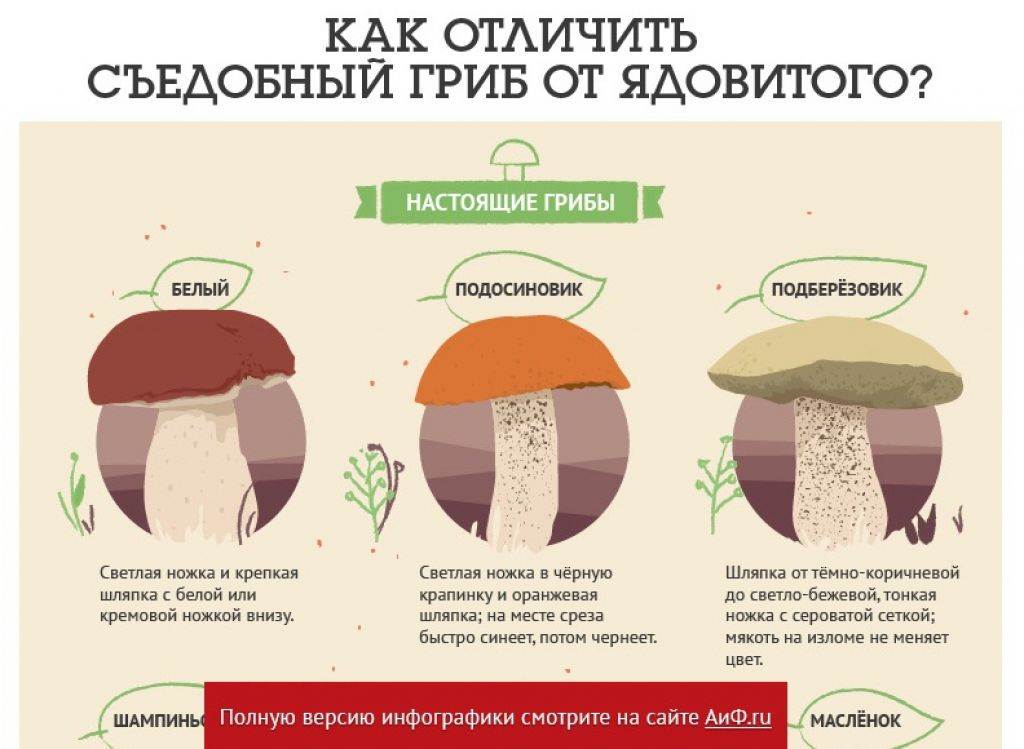Срезать или выдергивать и как отличить съедобные грибы от несъедобных: роскачество составило инструкцию — иа «версия-саратов»