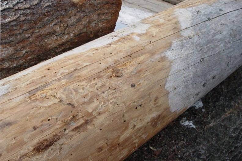 Садовый вредитель шашель – прожорливый губитель древесины