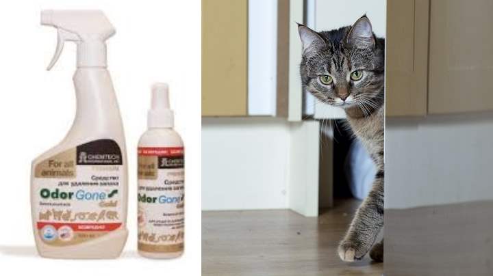 Способы, которые помогут избавиться от запаха кошачьей мочи