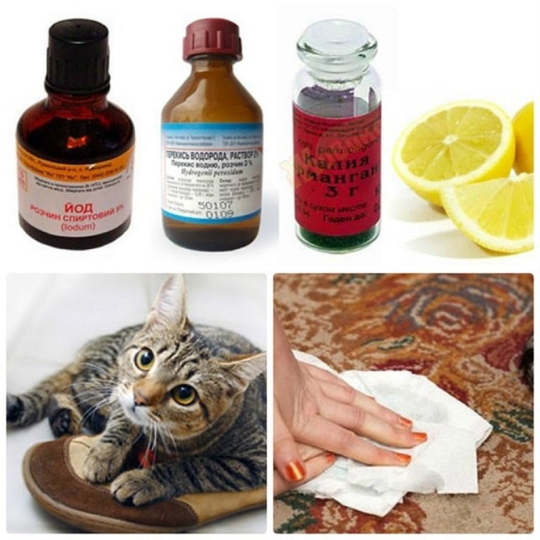 Чем вывести запах кошачьей мочи с ковра в домашних условиях | страж чистоты