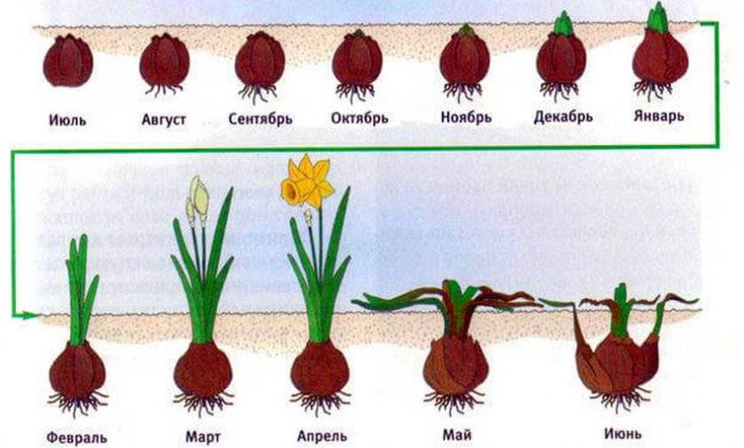 Схема посадки луковичных цветов