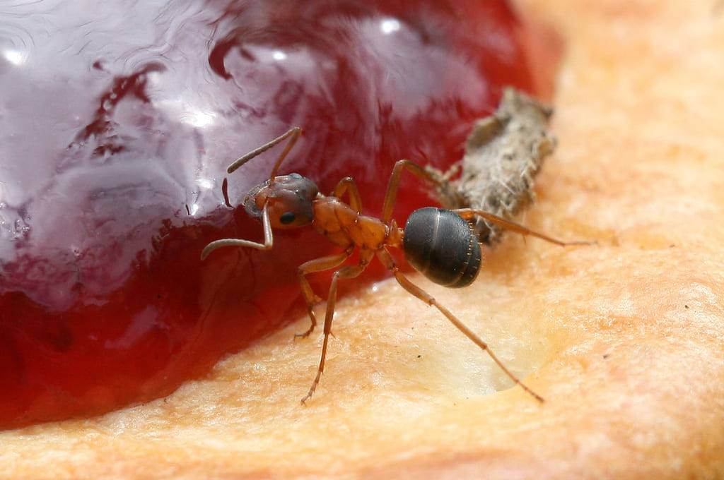 Какие средства помогут быстро вывести муравьев из дома