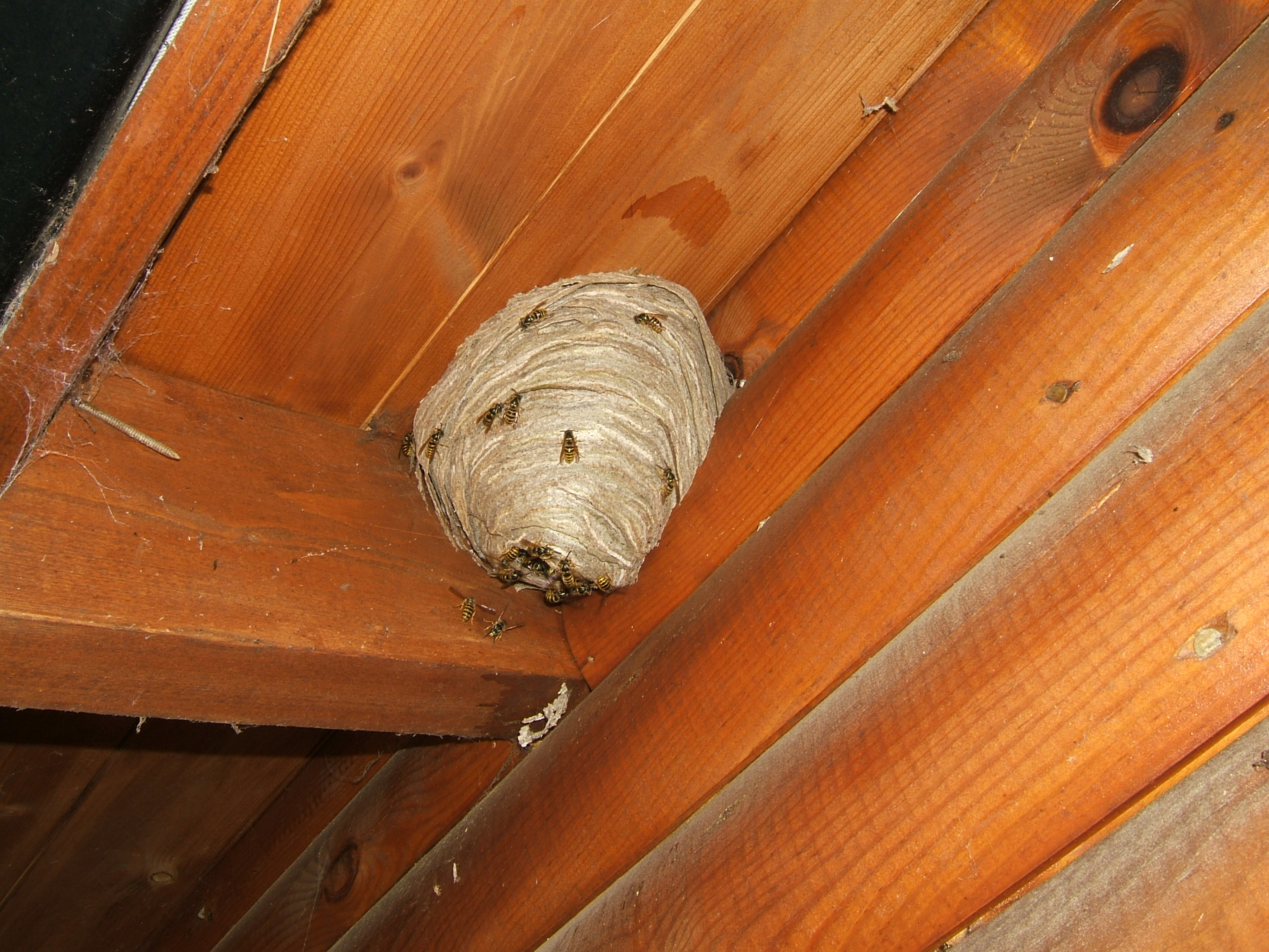 Эффективные способы: как избавиться от осиного гнезда на даче или дома, быстро и без вреда