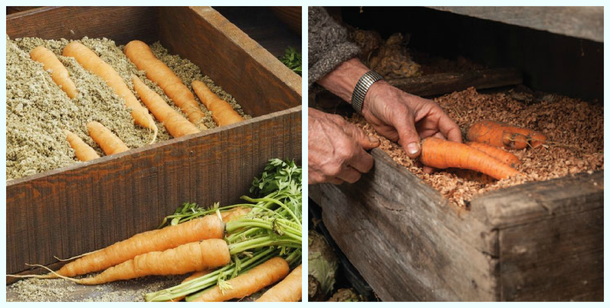 Правила и советы, как сохранить на зиму свеклу и морковь