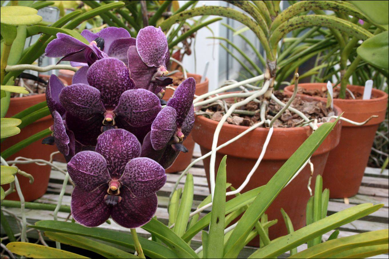 Как ухаживать за орхидеей ванда: размножение, пересадка, полив