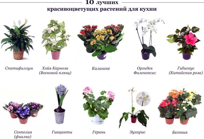 Комнатные цветы и растения для кухни — выбираем неприхотливые, полезные и красивые