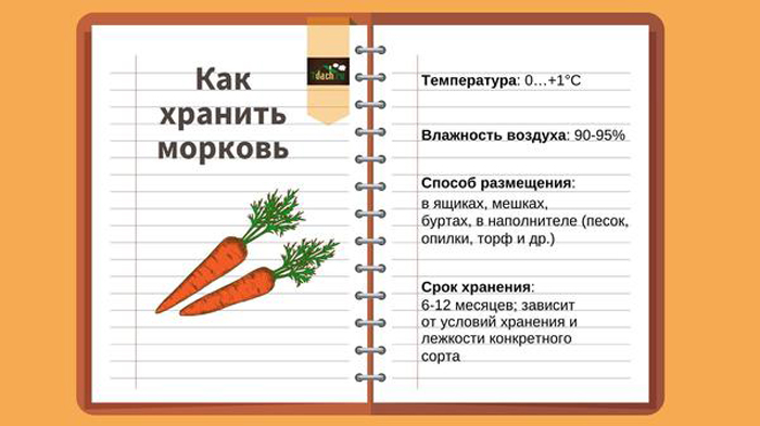 Как хранить морковь в погребе, квартире, холодильнике