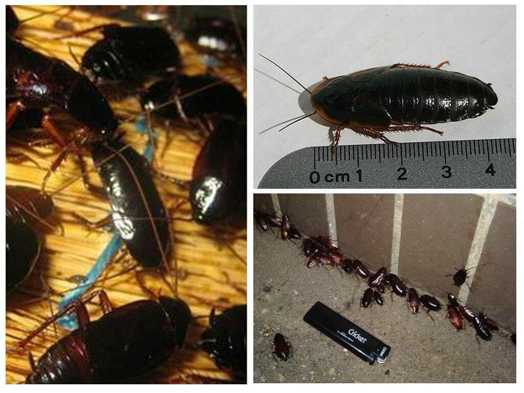 ❶ канализационные тараканы: чёрные в квартире и в доме, откуда лезут, чем травить, как бороться и избавиться от них в домашних условиях