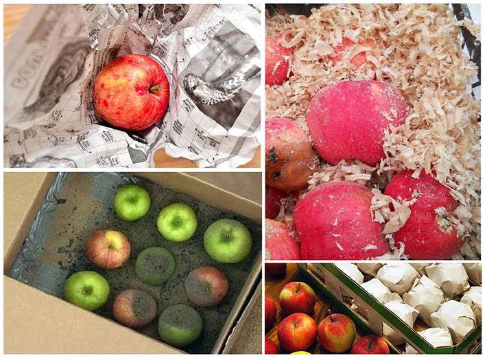 Как хранить яблоки: тара, места, все возможные способы и методы заготовки урожая