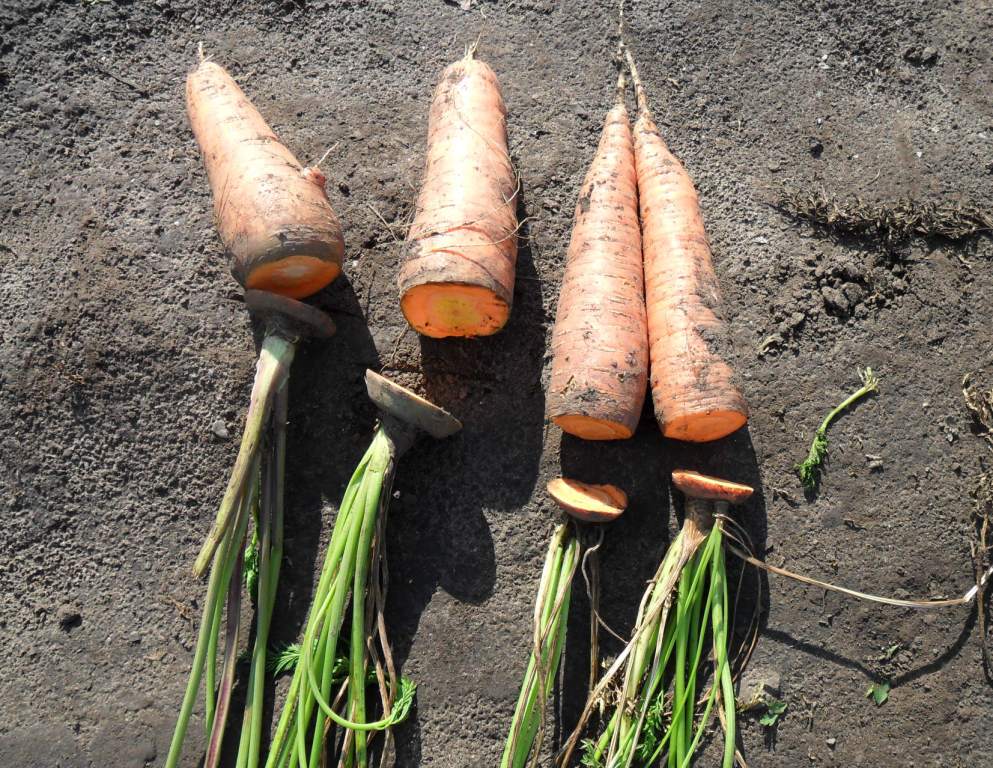Как правильно обрезать морковь для хранения на зиму? фото, правила