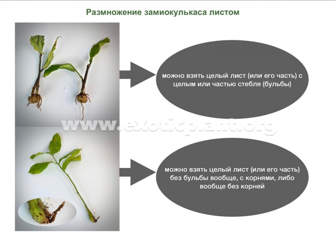 Размножение замиокулькаса листом в домашних условиях пошагово