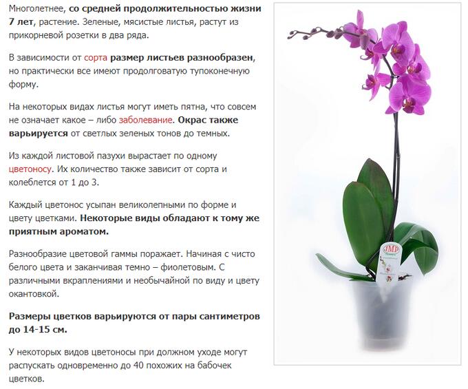 Камбрия (орхидея): уход и размножение в домашних условиях :: syl.ru