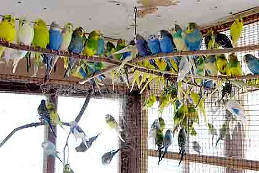Бизнес на разведении волнистых попугаев - технология бизнеса