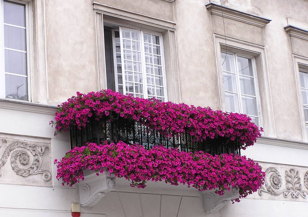 Цветы на балконе в ящиках и горшках, 18 фото композиций, советы как вырастить и оформить зимний сад на балконе или лоджии, выбор цветов для холодного балкона