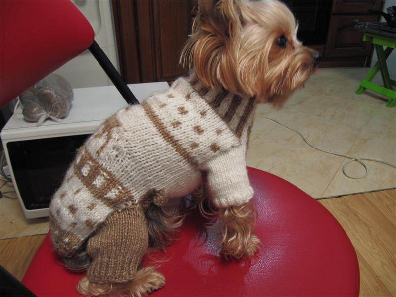 Вязание для собак: как связать комбинезон для собаки небольшого размера