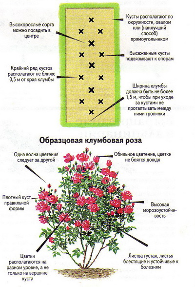 Почвопокровные розы: уход и выращивание великолепных цветов