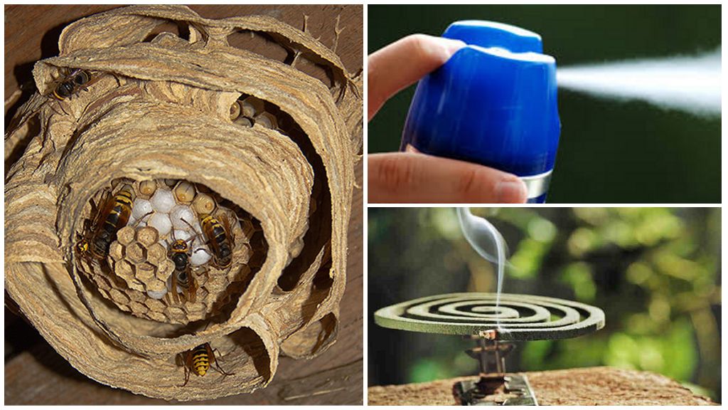 Причины и 25 лучших способов, как своими руками убрать грибок с дерева