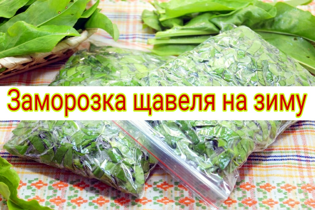 Как хранить щавель для супа