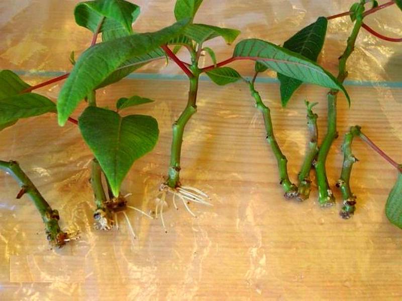 Пуансеттия — главное комнатное растение зимы