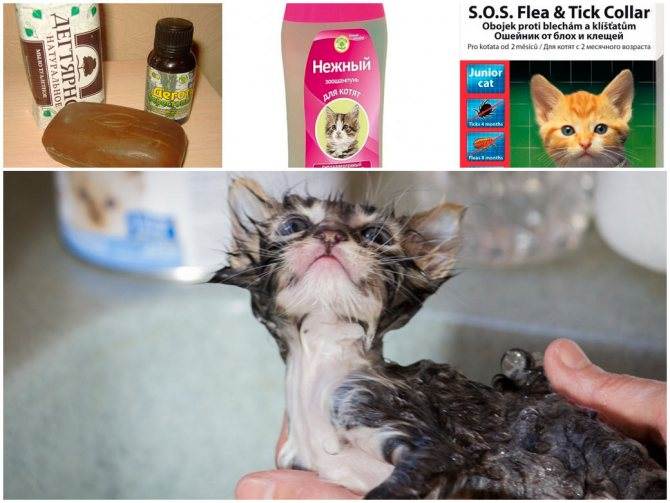 Как вывести блох у котенка от 2 дней и старше в домашних условиях: эффективные спреи, капли, шампуни, ошейники