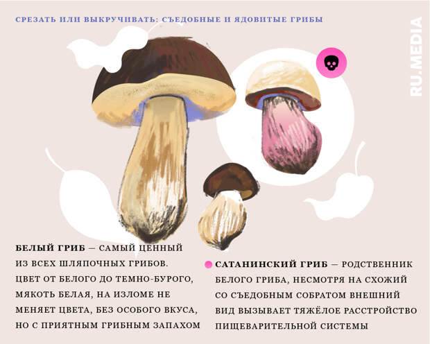 ✅ как проверить грибы на съедобность в домашних условиях - усадьбанатали.рф
