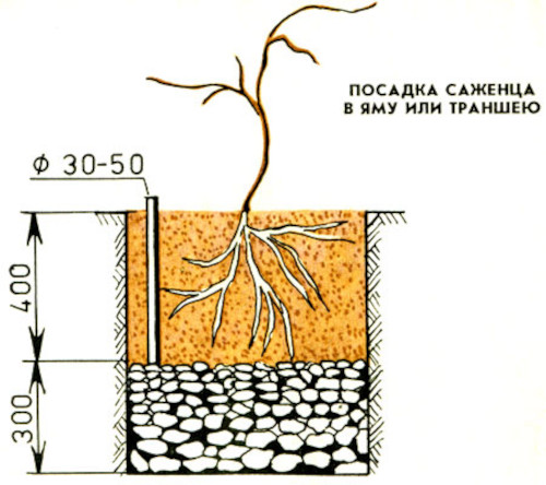 Как выращивать актинидию коломикта в подмосковье и других регионах: посадка и уход