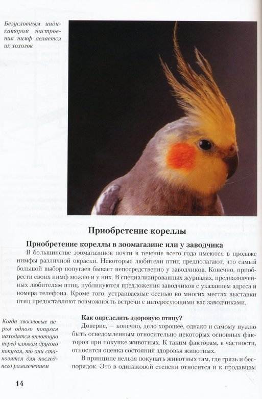 Как определить пол попугая корелла (как отличить самку от самца)