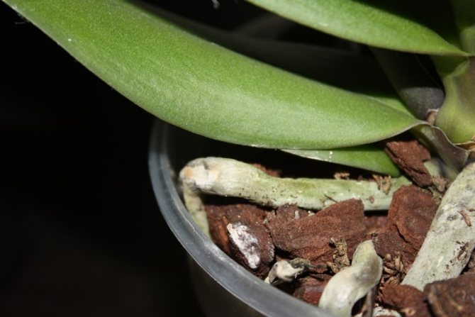 В орхидее завелись мошки: что делать в домашних условиях, как избавиться от них в горшке и почему появляются мелкие белые вредители, чем обработать, если их стало много