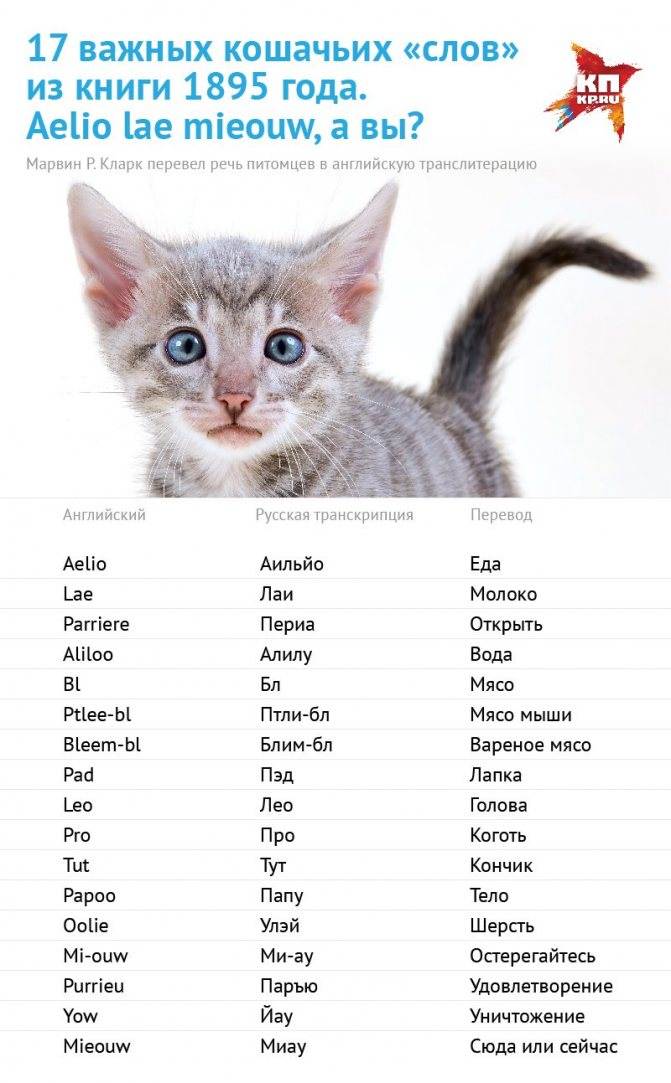 Как назвать белого котенка мальчика и девочку: 572 интересных и простых имён на 2021 год