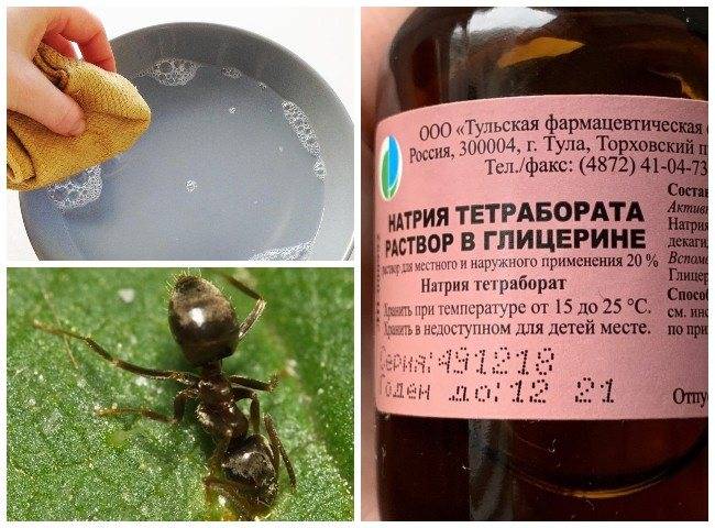 Как избавиться от муравьев на кухне — методы борьбы, лайхаки